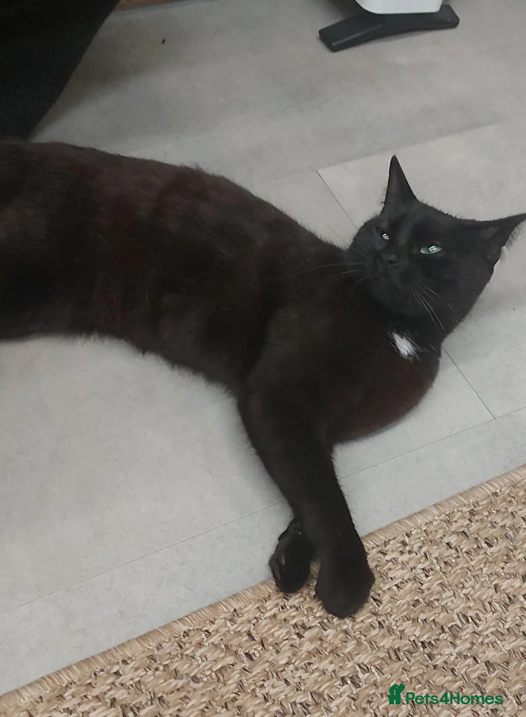 Mixed Breed cats for sale:  Besa in London - Advert 1