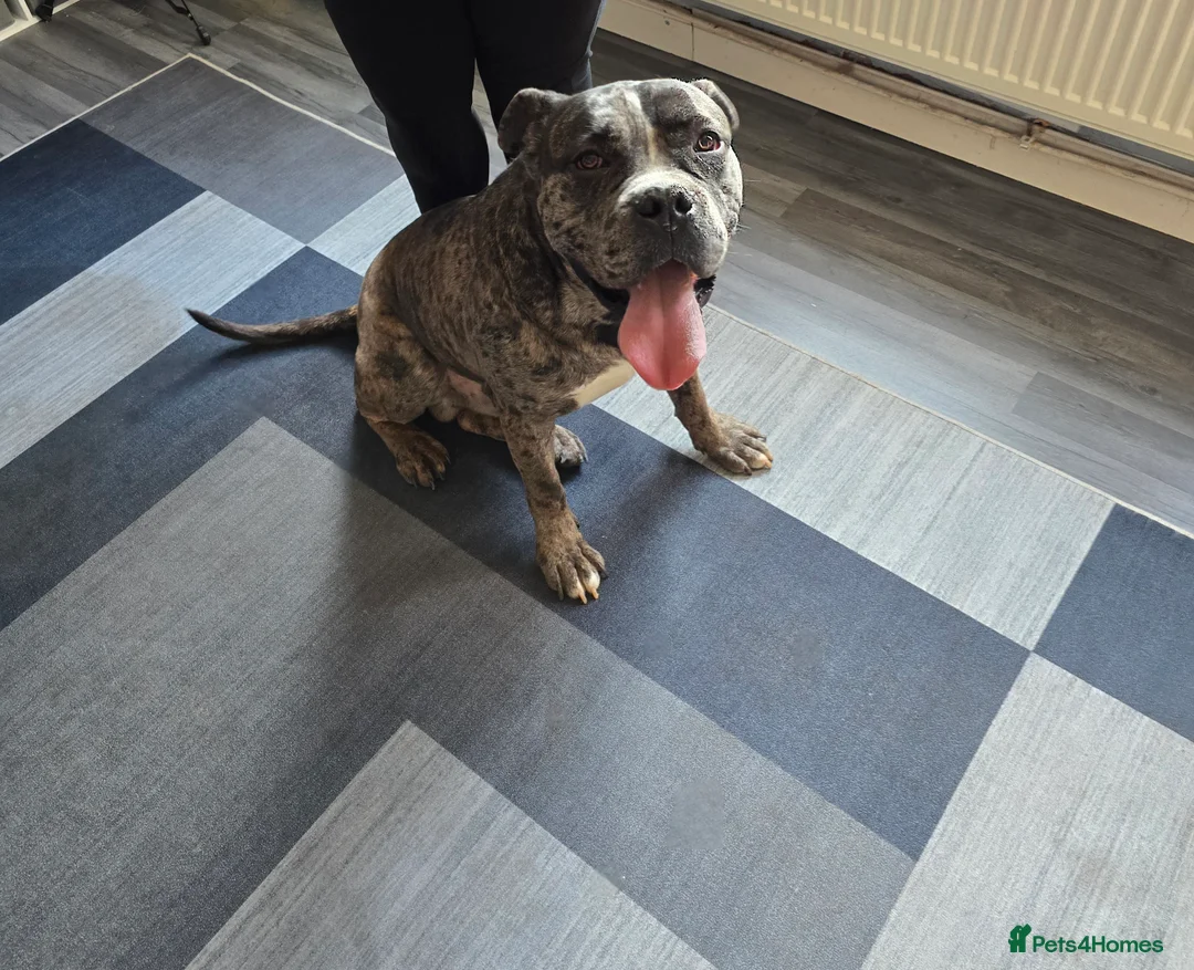 Cane Corso dogs for sale: Blue merle cane corso - Advert 2