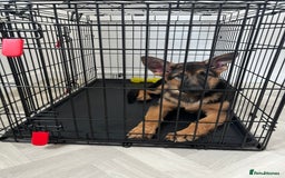 German Shepherd dogs for sale: Healthy German shepherd puppy needs new home - Image 12