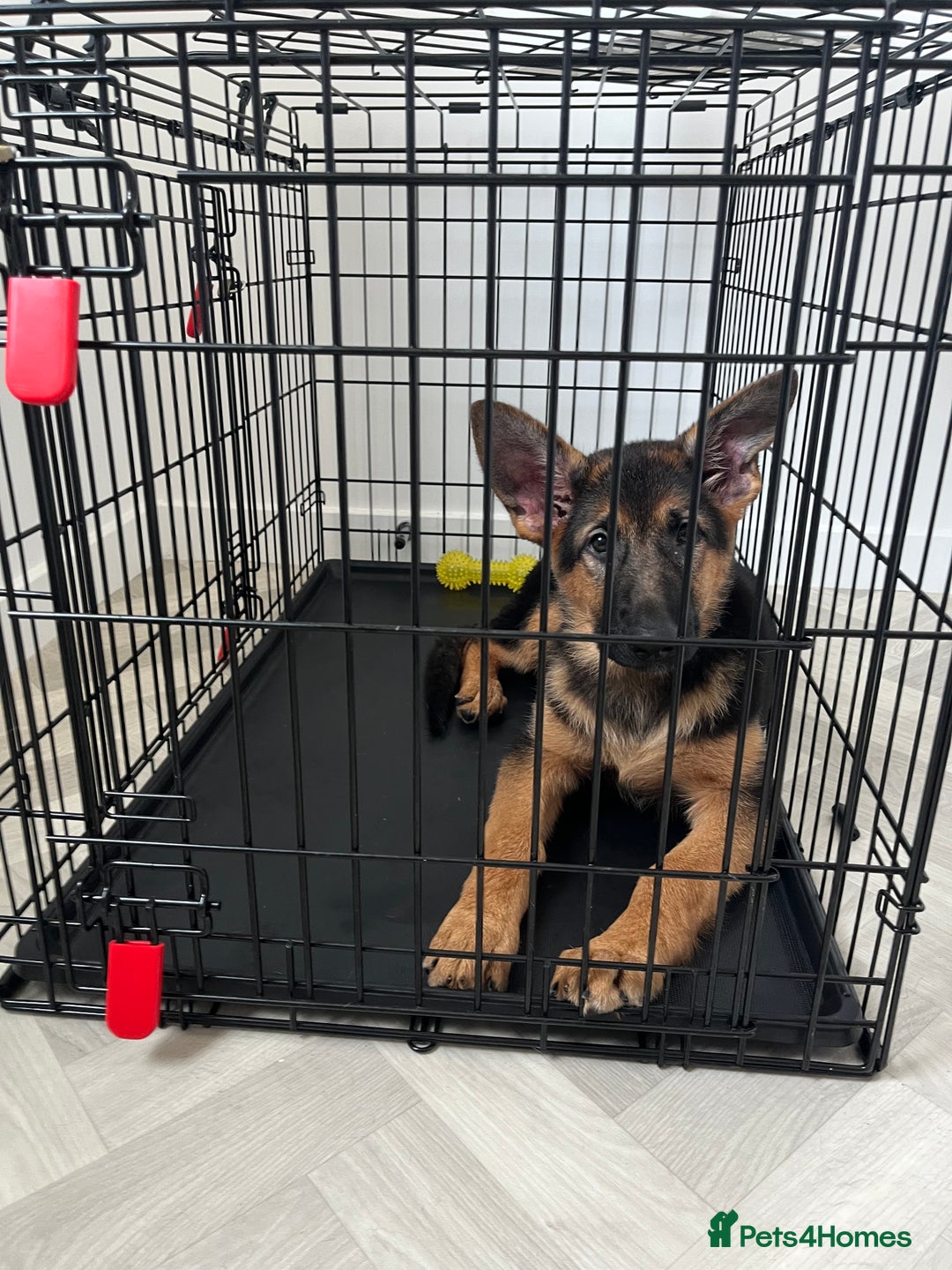 German Shepherd dogs for sale: Healthy German shepherd puppy needs new home - Image 12