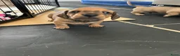 Miniature Dachshund dogs for sale: Last 2 ready to leave on 16th June - Advert 19