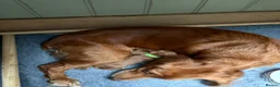 Field Spaniel dogs for sale: field spaniel  - Advert 2