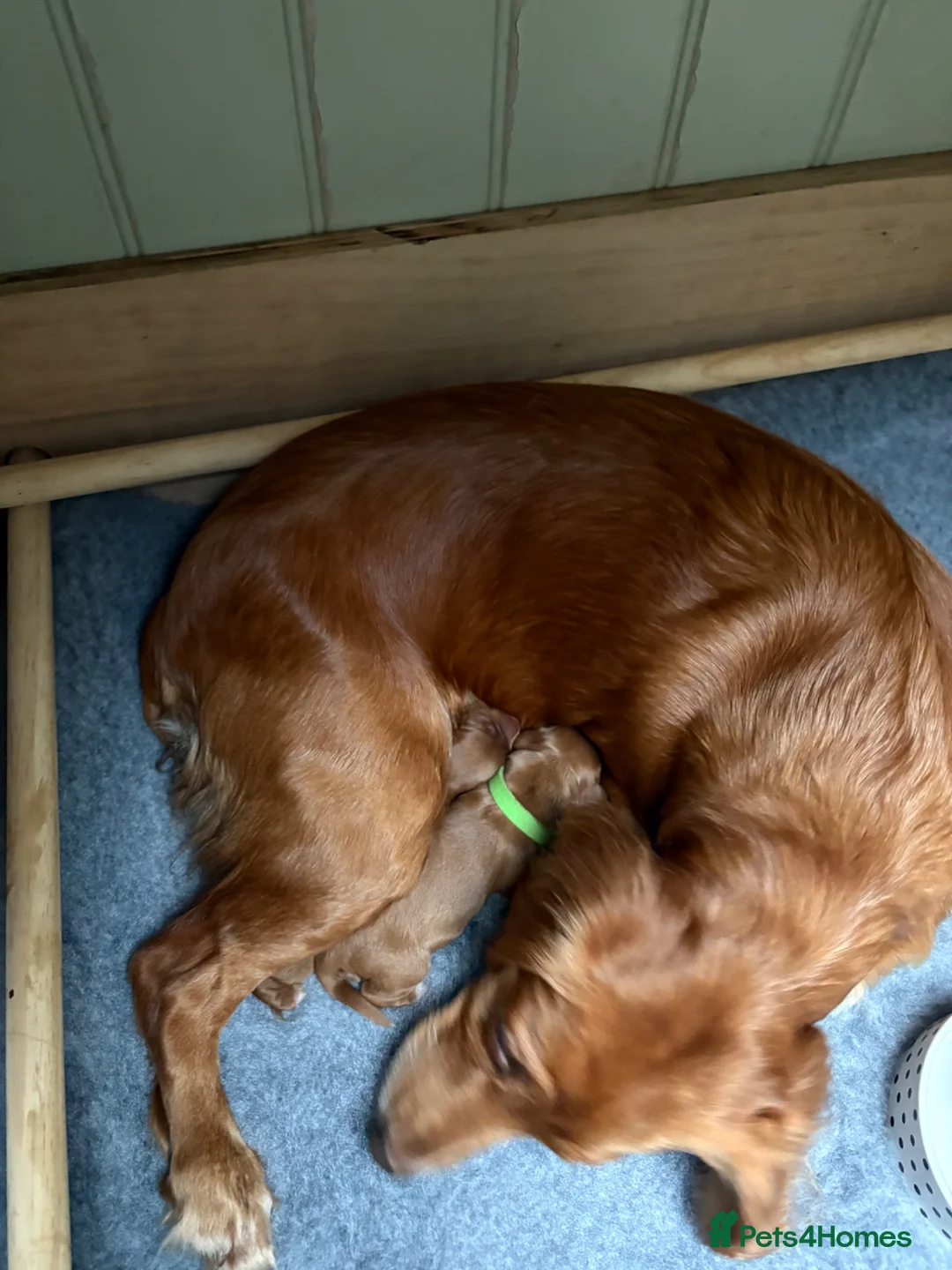 Field Spaniel dogs for sale: field spaniel  - Advert 2