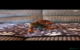 Mixed Breed dogs for sale: Dachshund x Chiwawa  - Image 2