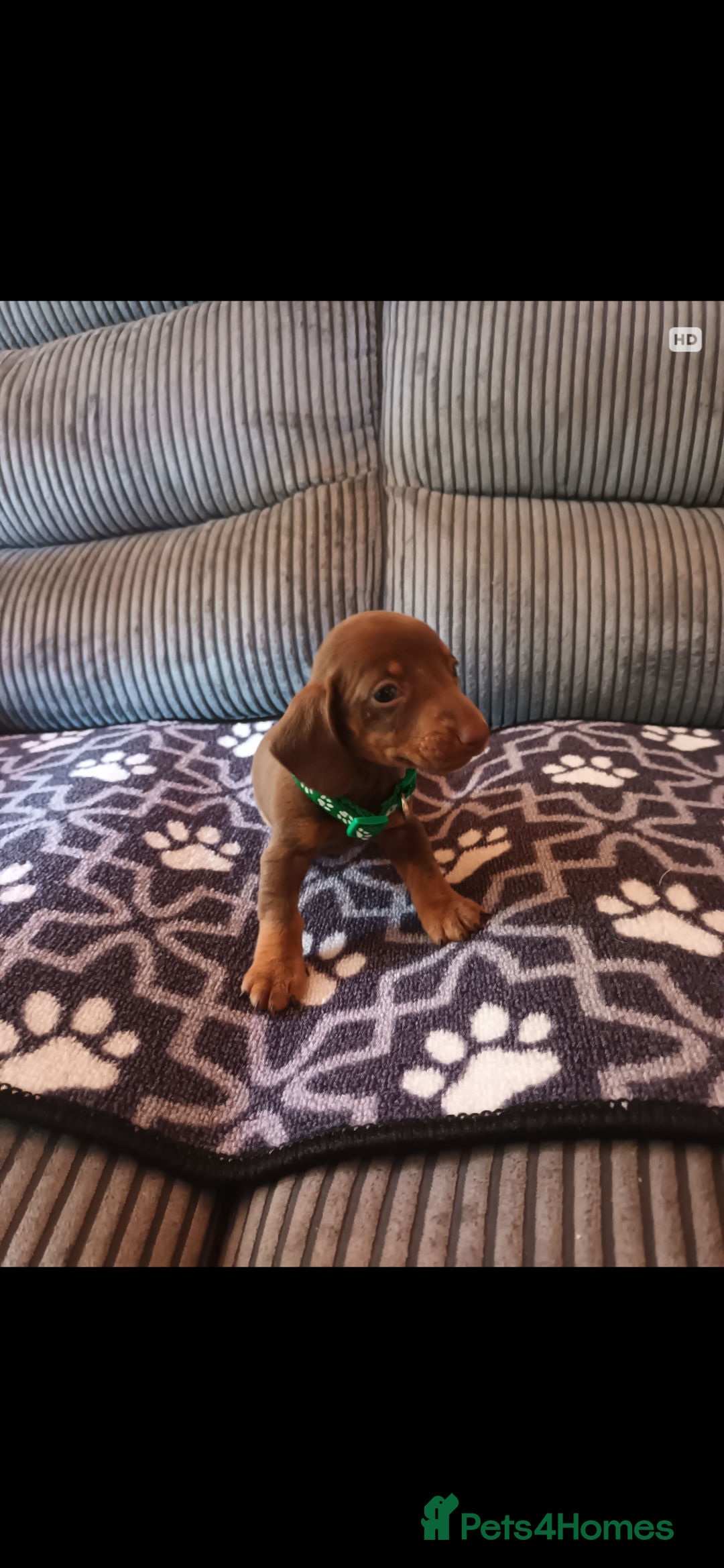 Mixed Breed dogs for sale: Dachshund x Chiwawa  - Image 2