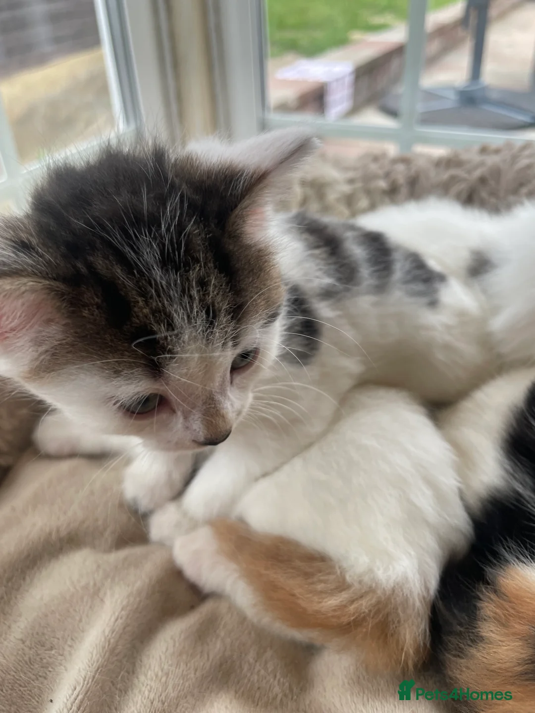 Mixed Breed cats for sale: Beautiful long hair kittens  - Advert 1