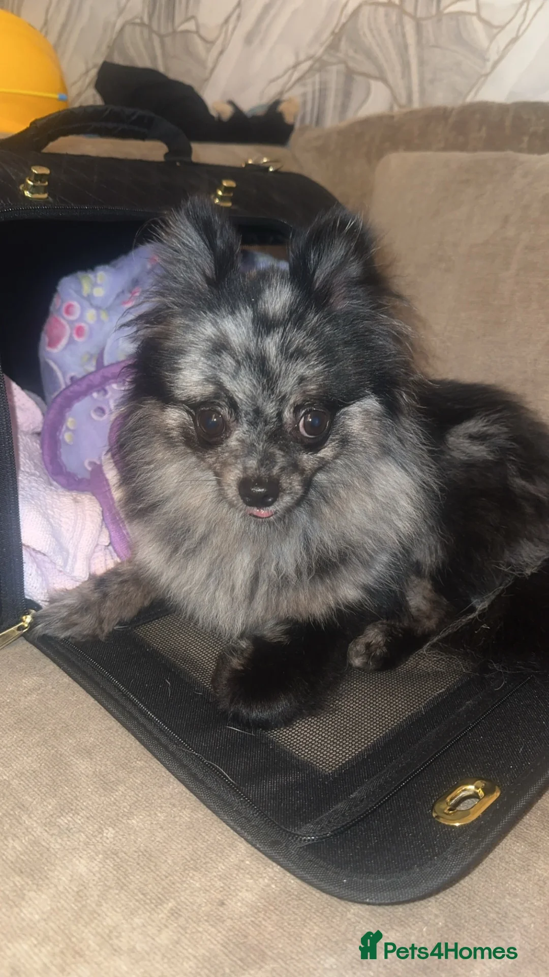 Pomeranian dogs for sale: Sliver merle female Pomeranian  - Advert 9