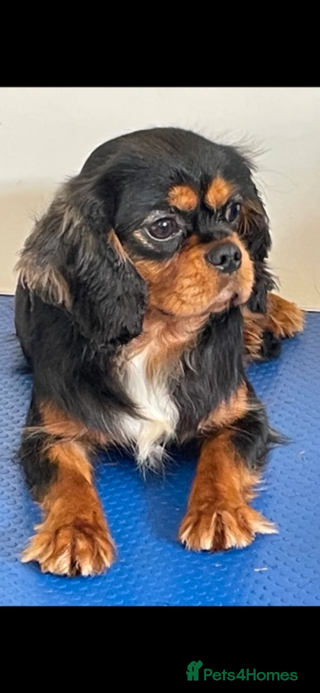 King Charles Spaniel dogs for stud: show quality King Charles cavalier for stud in Southport - Advert 4