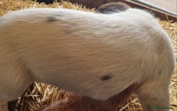 English Springer Spaniel dogs for sale: Pretty puppies with working parents ready now - Image 20