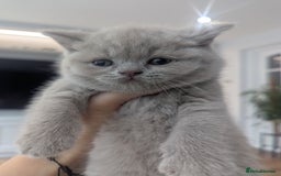 British Shorthair cats for sale: 5 Beautiful GCCF British Shorthair kittens!  - Image 6