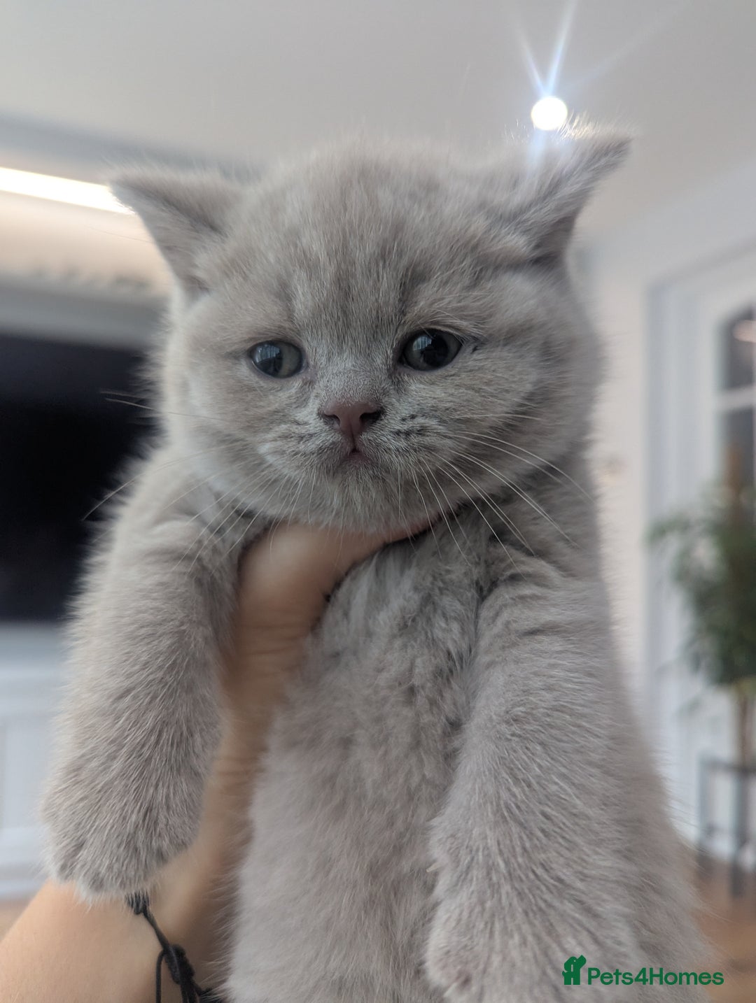 British Shorthair cats for sale: 5 Beautiful GCCF British Shorthair kittens!  - Image 6