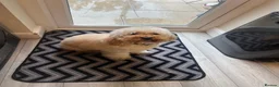 Cockapoo dogs for sale: Cockerpoo in Stevenage - Advert 3