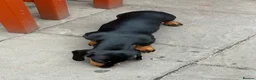 Miniature Dachshund dogs for sale: Miniature dachshund  - Advert 22