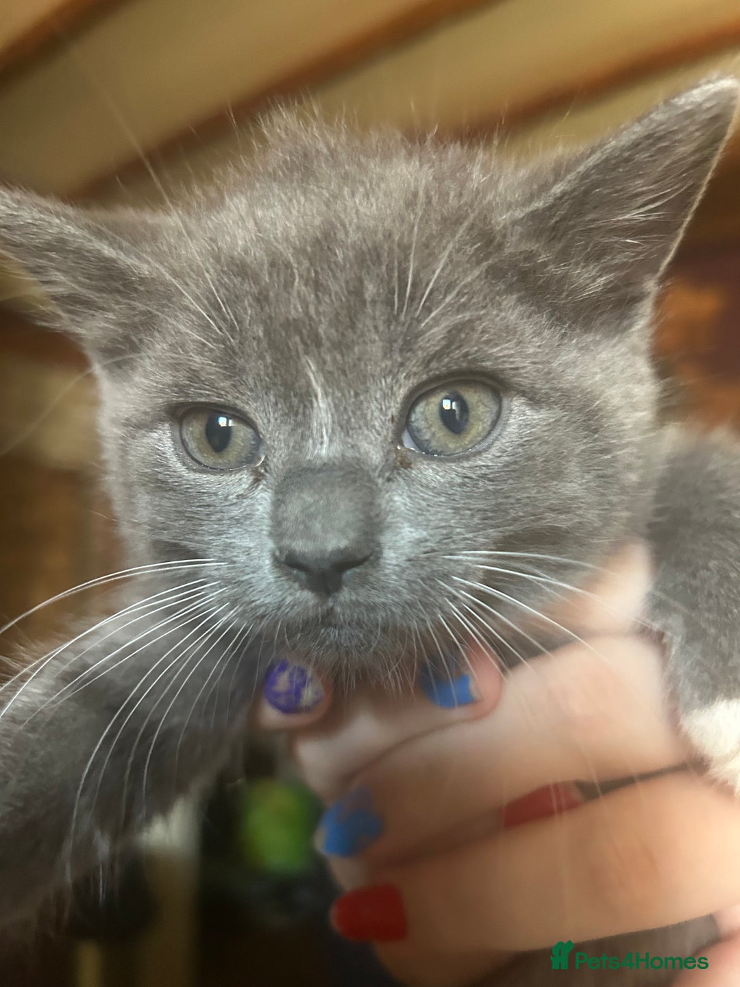 Mixed Breed cats for sale: Blue male with white socks  - Image 12