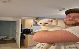 British Shorthair cats for sale: British Shorthair kittens - Image 9