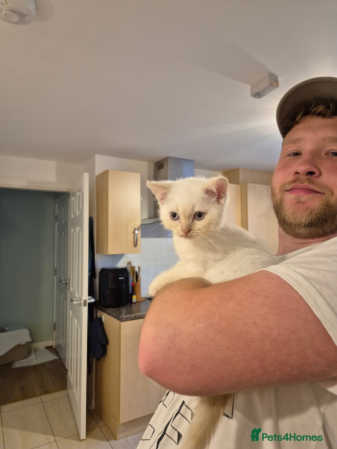 British Shorthair cats for sale: British Shorthair kittens - Image 9
