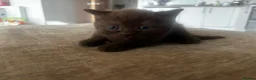 British Shorthair cats for sale: TWO BLUE GIRLS LEFT 🏆pure BSH Kittens🏆 - Advert 11