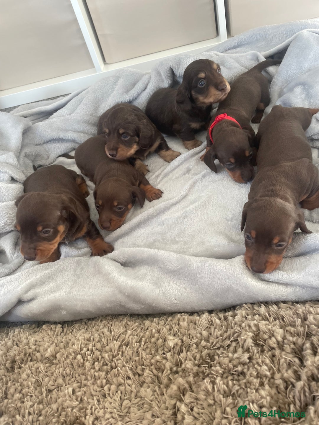 Dachshund dogs for sale: 6 boy dachshund puppies  - Advert 14