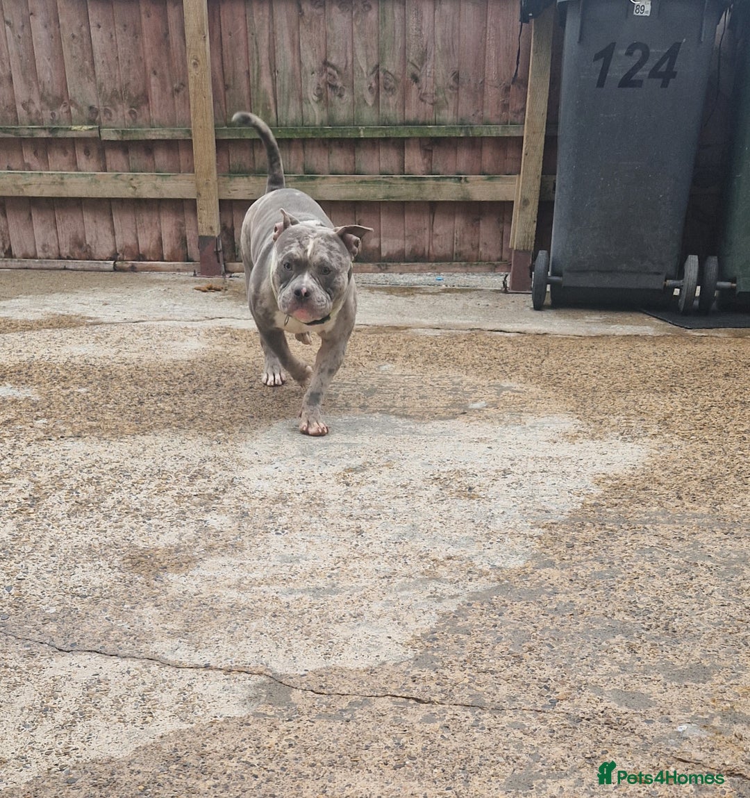 American Bully dogs for sale: male merles studs  - Advert 2