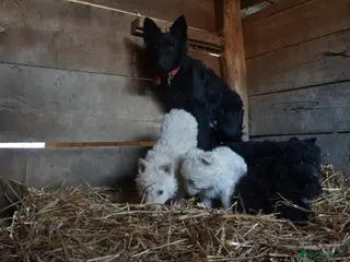 Hungarian Kuvasz dogs Hungarian mudi puppies - Advert 1