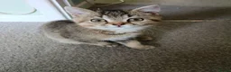 British Shorthair cats for sale: Pair of beautiful British shorthair kittens. Ready in Trowbridge - Advert 4