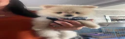Pomeranian dogs for sale: Stunning boy  Pomeranian puppy - Advert 4