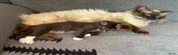 Ragdoll cats for sale: Ragdoll X Bengal kittens  - Advert 13