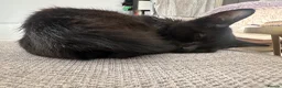 British Shorthair cats for sale: Little Nyx in Dagenham - Advert 5