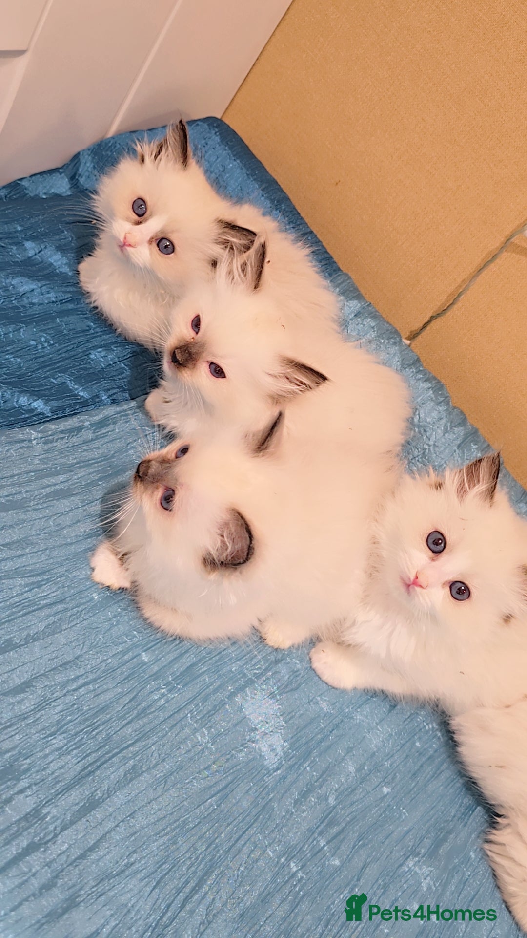 Ragdoll cats for sale: TICA REGISTERED KITTENS/Active - Advert 8