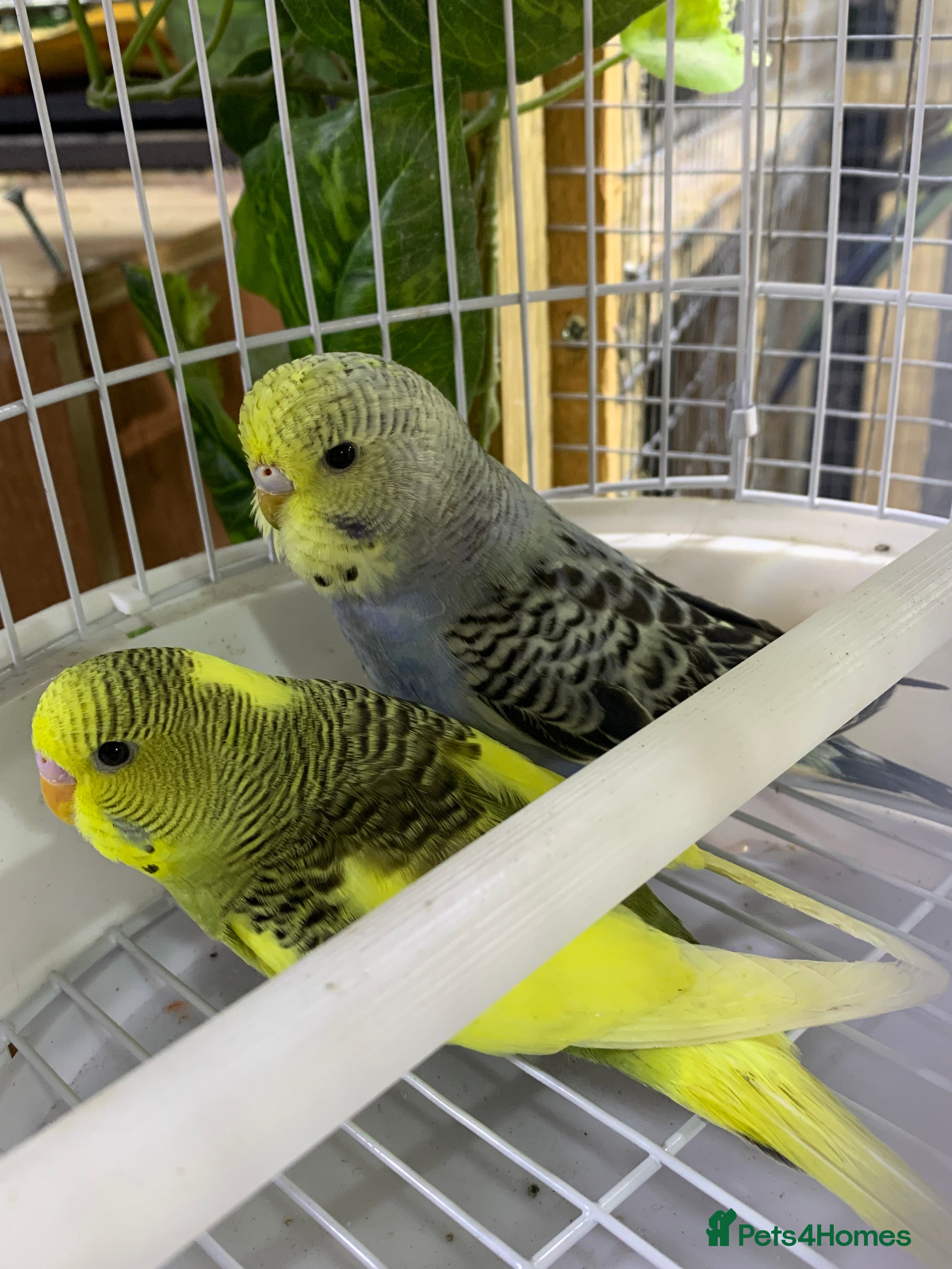 Ringnecks birds Young baby miniature Budgies - Advert 6