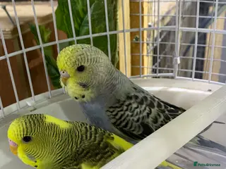 Ringnecks birds Young baby miniature Budgies - Advert 6