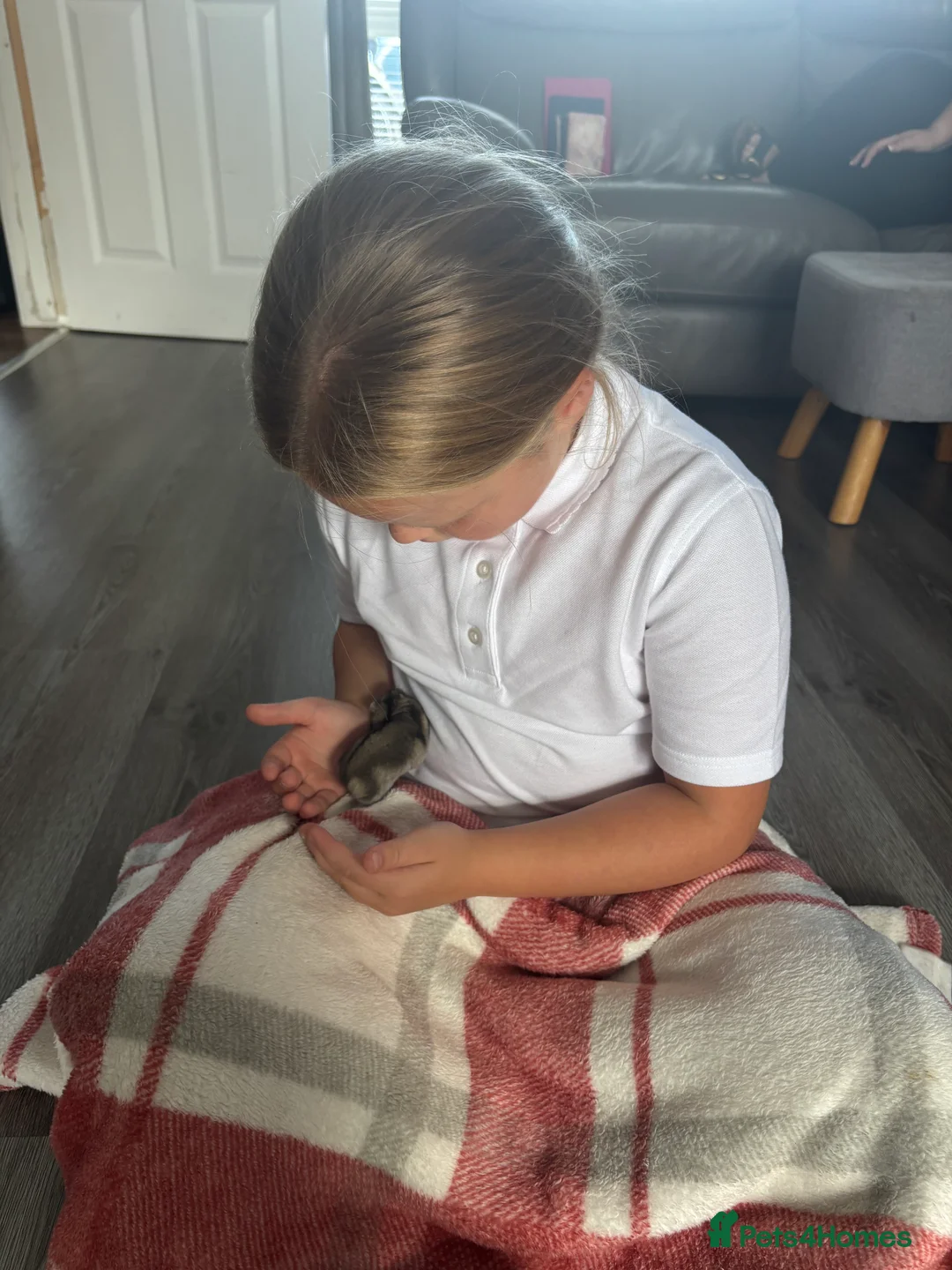 Hamster rodents for sale: female dwarf hamster  - Advert 3