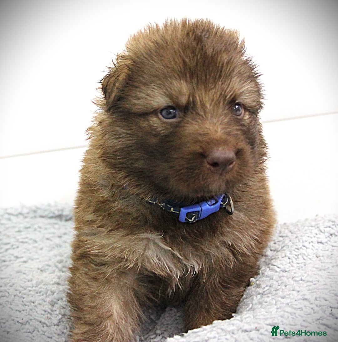 German Shepherd dogs for sale: GORGEAOUS K/C Registered German Shepherd puppies - Image 11
