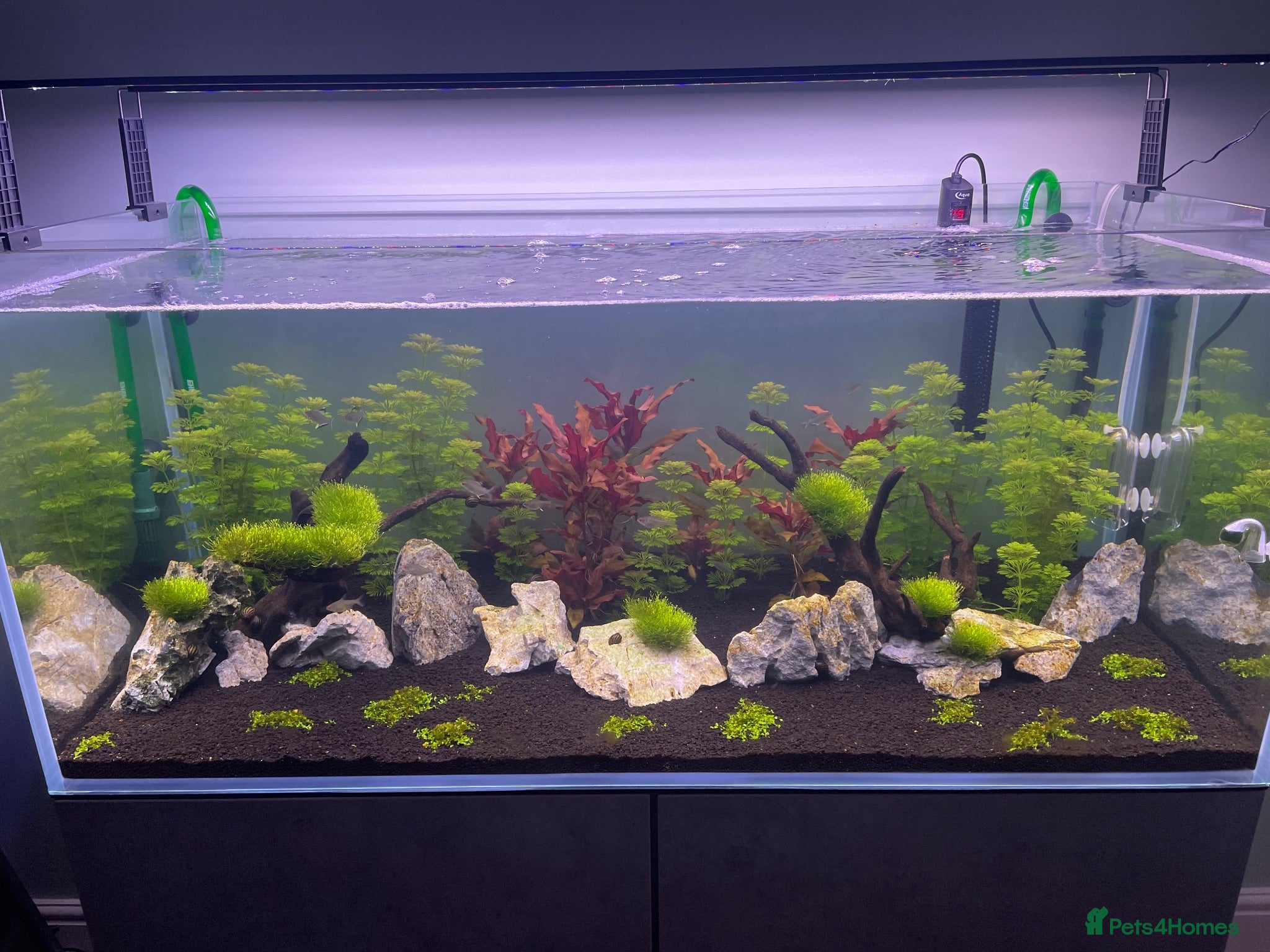 Angelfish fish 300 litre tropical fish tank  - Advert 1