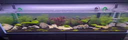 Angelfish fish for sale: 300 litre tropical fish tank  in High Wycombe - Advert 1