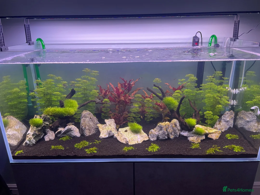 Angelfish fish for sale: 300 litre tropical fish tank  in High Wycombe - Advert 1