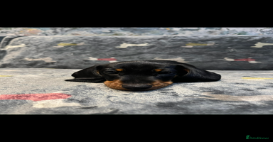 Miniature Dachshund dogs - Advert 9