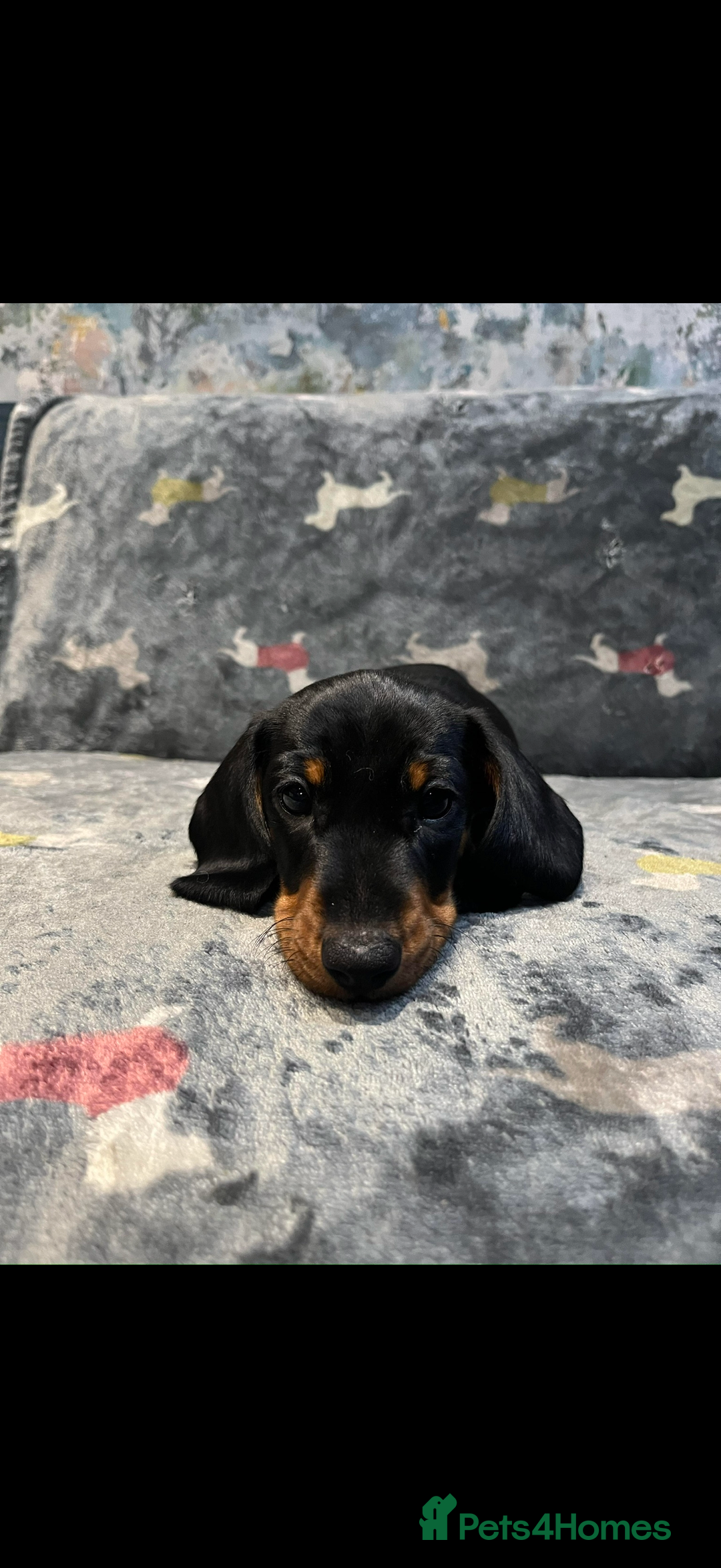 Miniature Dachshund dogs for sale: Available puppies at DELLM DAXIES 🐶 - Image 2
