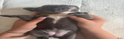 French Bulldog dogs for sale: 3 female French bulldogs for sale - Advert 13