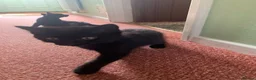 Mixed Breed cats for sale: 2 gorgeous kittens for rehoming in Doncaster - Advert 5