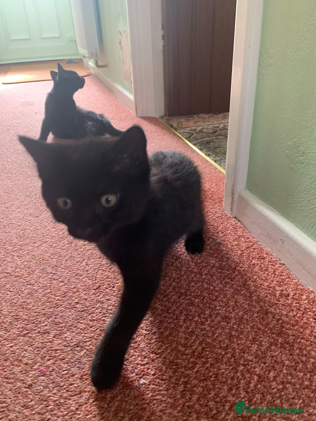 Mixed Breed cats for sale: 2 gorgeous kittens for rehoming in Doncaster - Advert 5
