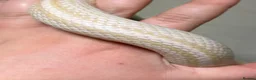 Corn Snake reptiles for sale: Corn snake breeding project  - Advert 6