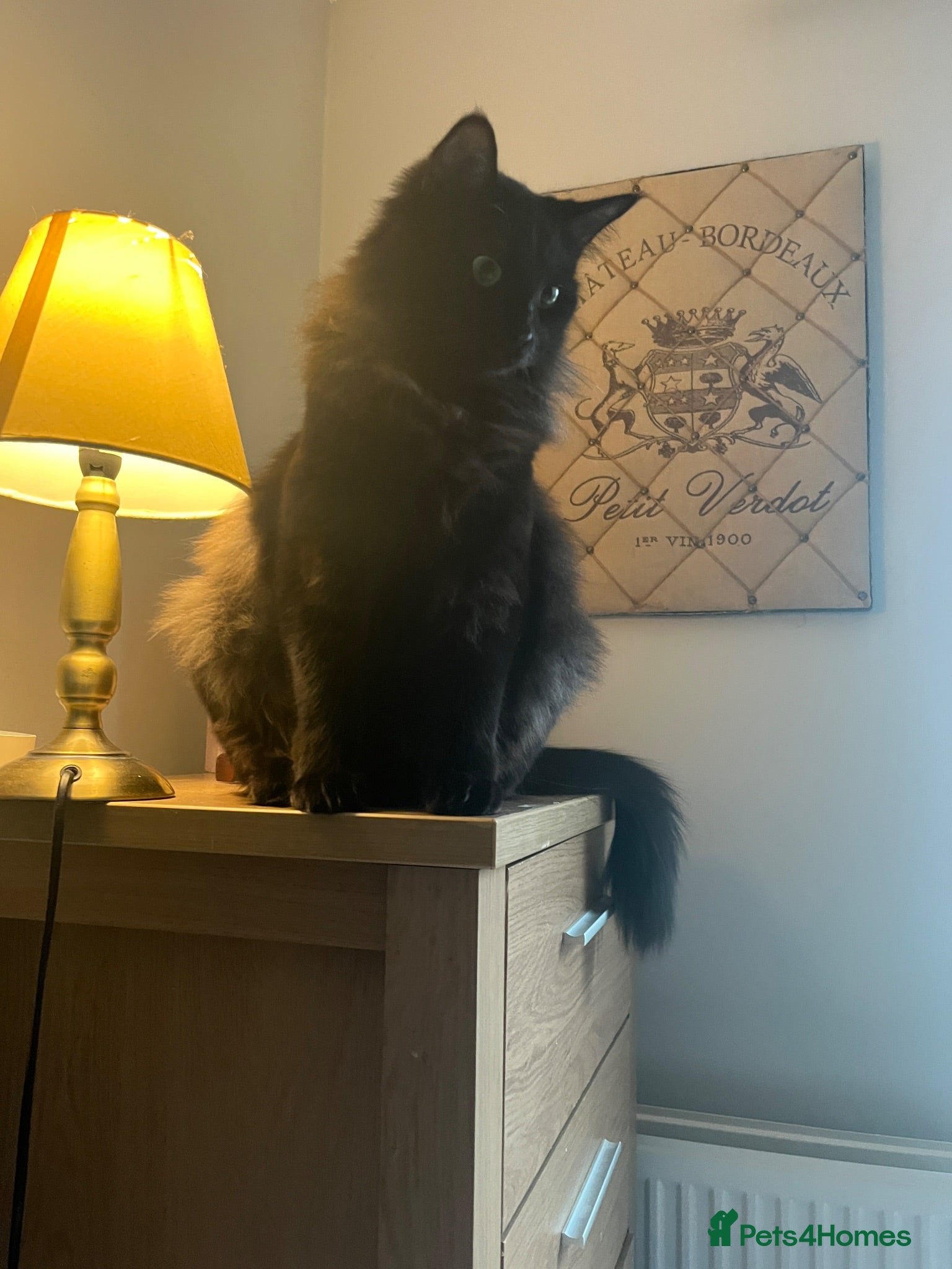 Ragamese cats 2 girls 1 boy pure bred ragamese kittens. - Advert 5