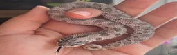 Snake reptiles for sale: Various Western Hognose Hatchlings - Advert 36