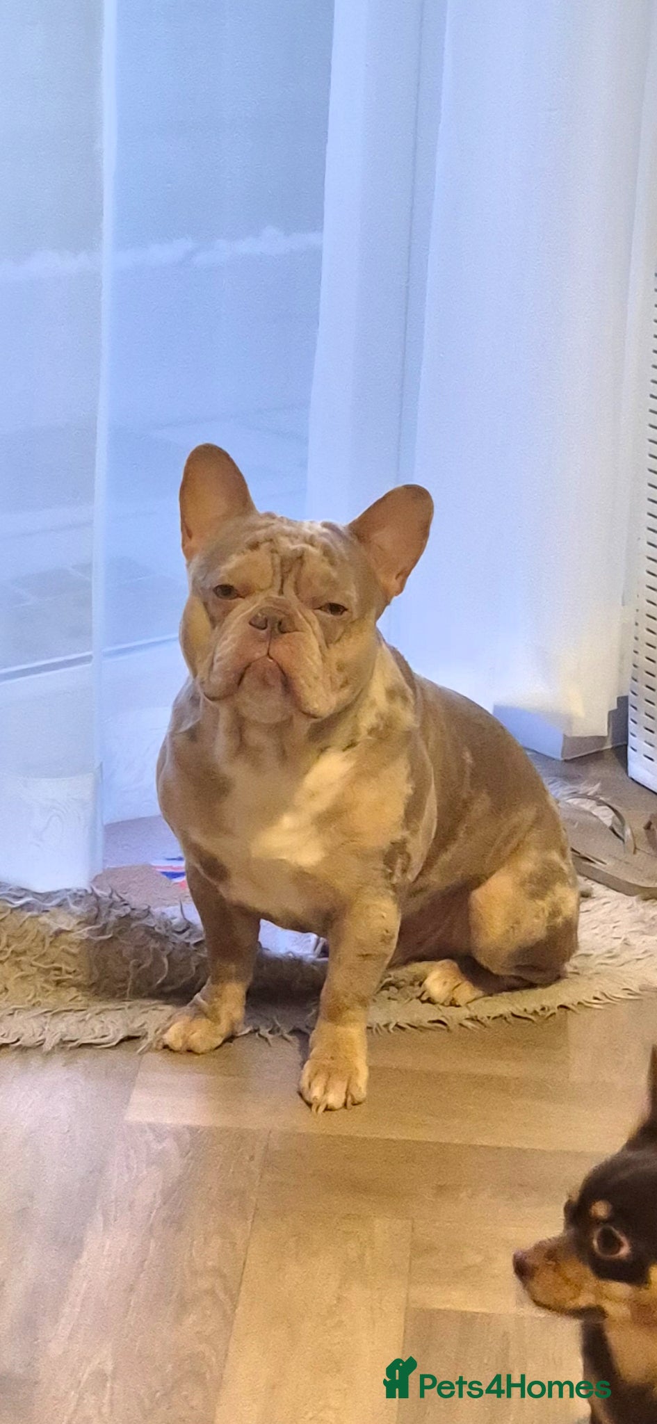 French Bulldog dogs Rehoming Isabella merle french bulldog  - Advert 1