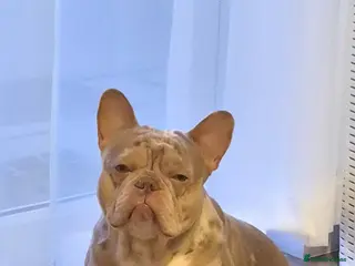 French Bulldog dogs Rehoming Isabella merle french bulldog - Advert 1