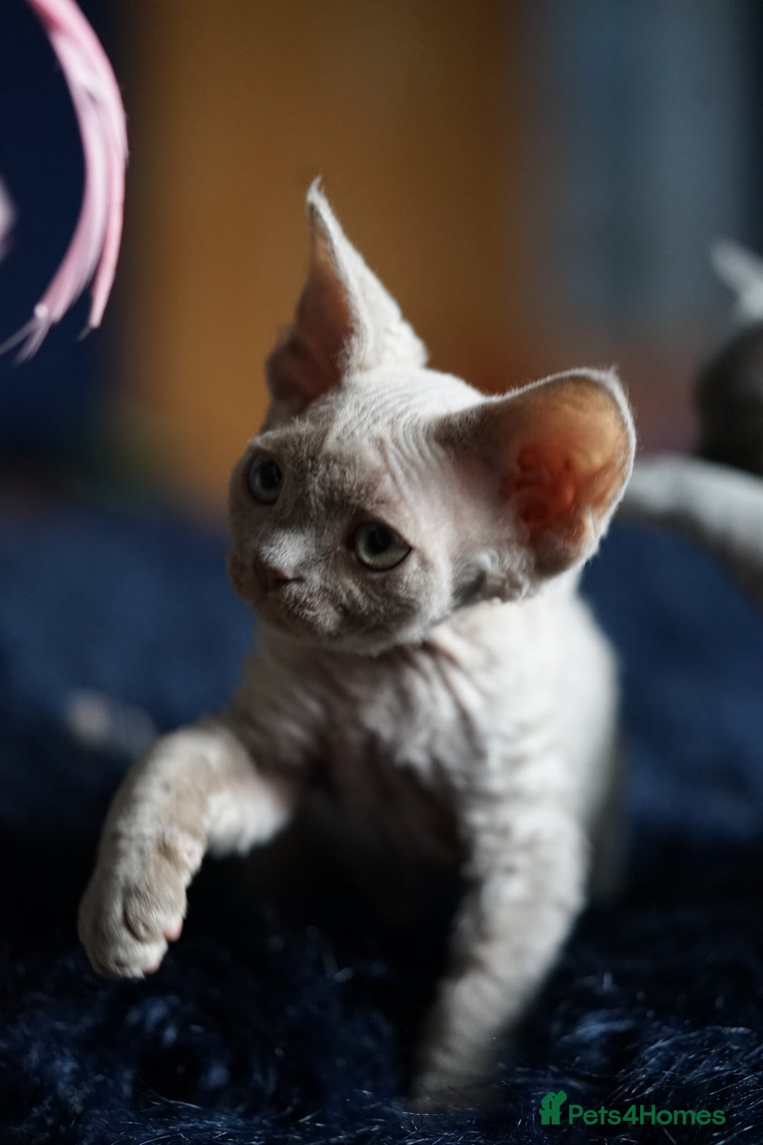 Devon Rex cats for sale: Ravel 💜male Devon Rex ( Reserved) - Advert 12