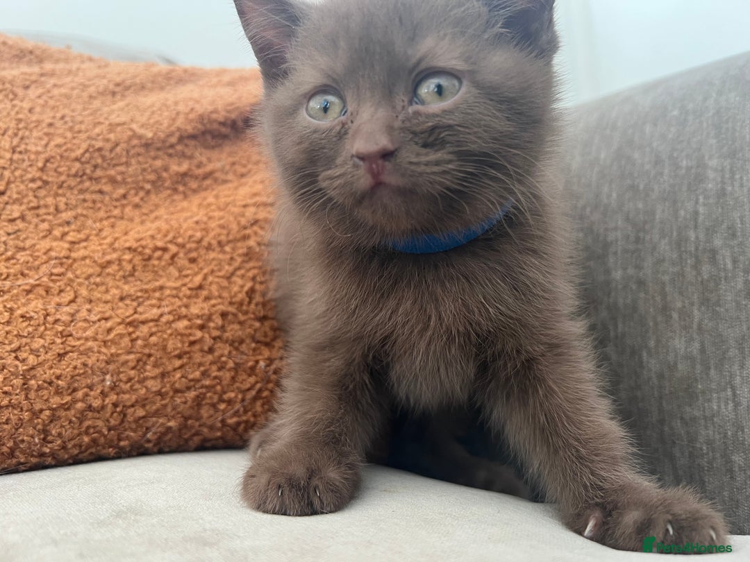 British Shorthair cats for sale: British shorthair kittens - Image 5