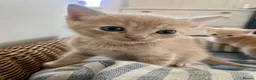 Ragdoll cats for sale: Handsome very affectionate ginger boy kitten  - Advert 11