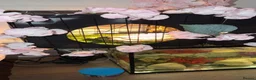 Turtle reptiles for sale: Turtle with setup  - Advert 3
